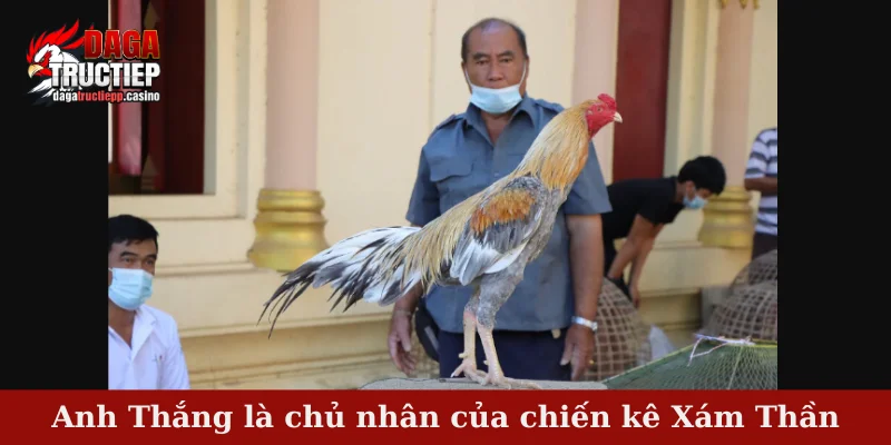 Anh Thắng là chủ nhân của chiến kê Xám Thần
