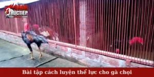 Bài tập cách luyện thể lực cho gà chọi