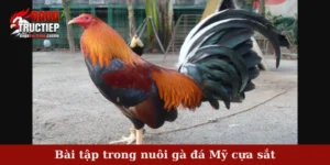 Bài tập trong nuôi gà đá Mỹ cựa sắt