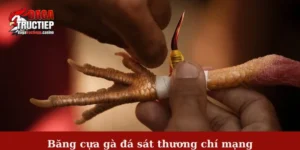 Băng cựa gà đá sát thương chí mạng