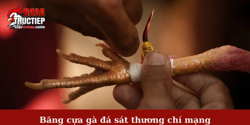 Băng cựa gà đá sát thương chí mạng