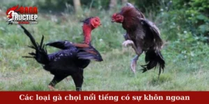 Các loại gà chọi nổi tiếng có sự khôn ngoan