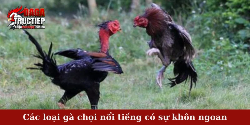 Các loại gà chọi nổi tiếng có sự khôn ngoan