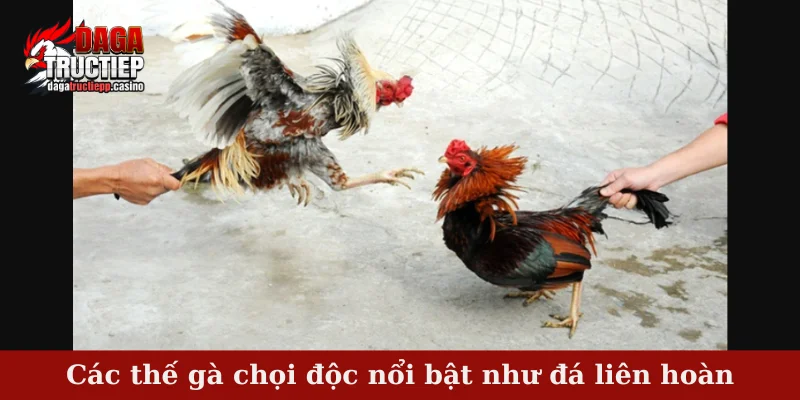 Các thế gà chọi độc nổi bật như đá liên hoàn