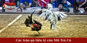 Các trận gà tiền tỷ của Mít Trà Cú