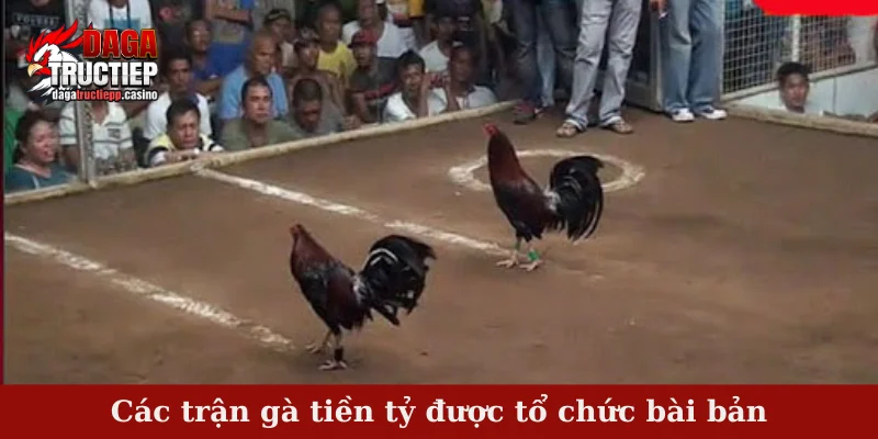 Các trận gà tiền tỷ được tổ chức bài bản