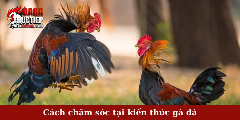 Cách chăm sóc tại kiến thức gà đá