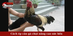 Cách ép cân gà chọi nâng cao sức bền