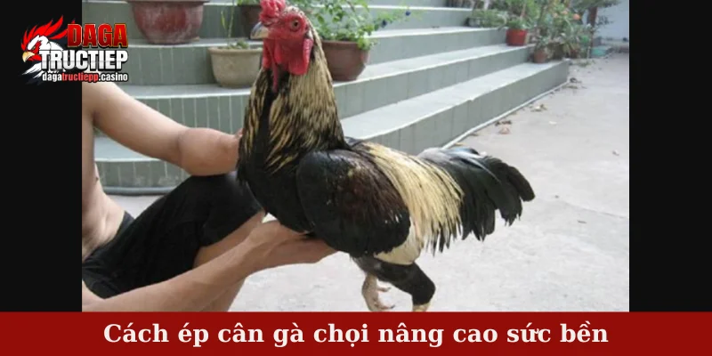 Cách ép cân gà chọi nâng cao sức bền
