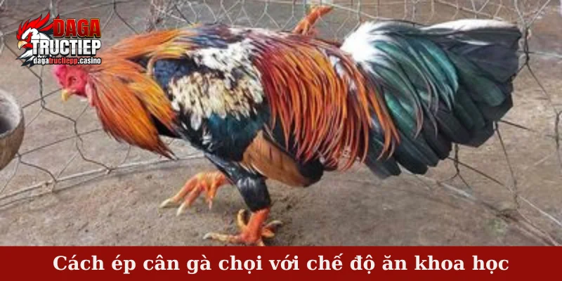 Cách ép cân gà chọi với chế độ ăn khoa học
