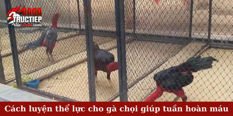 Cách luyện thể lực cho gà chọi giúp tuần hoàn máu