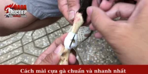 Cách mài cựa gà chuẩn và nhanh nhất