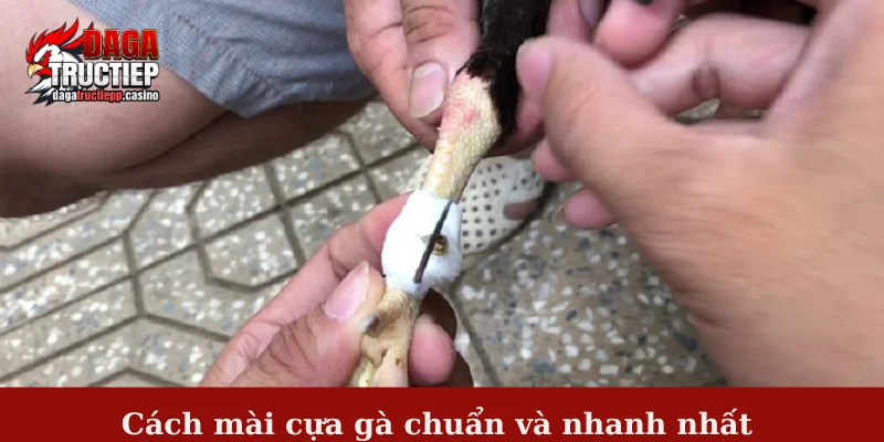 Cách mài cựa gà chuẩn và nhanh nhất