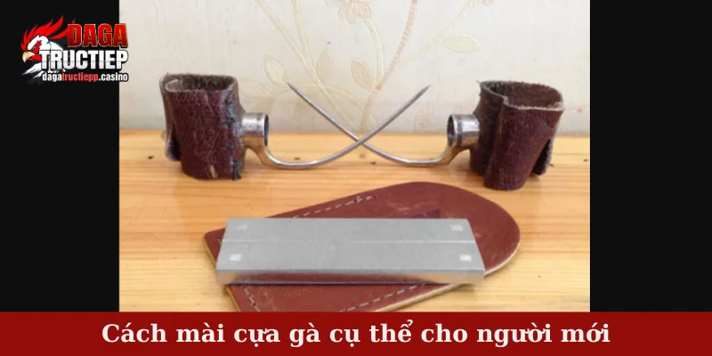 Cách mài cựa gà cụ thể cho người mới