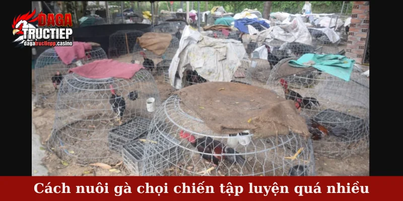 Cách nuôi gà chọi chiến tập luyện quá nhiều