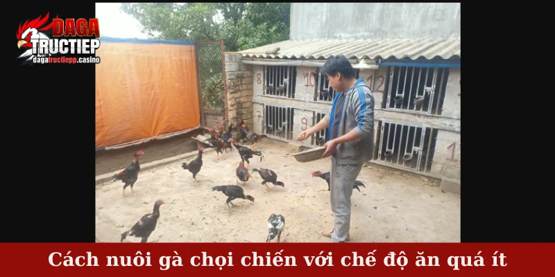 Cách nuôi gà chọi chiến với chế độ ăn quá ít