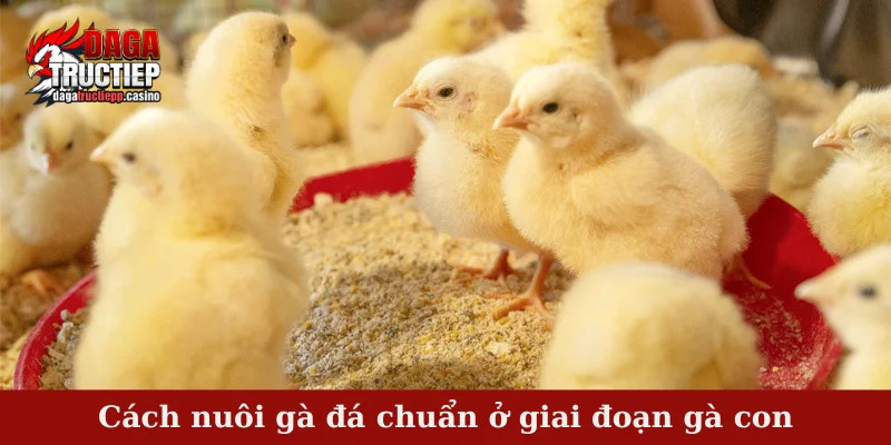 Cách nuôi gà đá chuẩn ở giai đoạn gà con