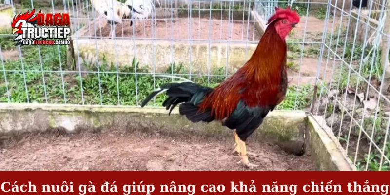 Cách nuôi gà đá giúp nâng cao khả năng chiến thắng