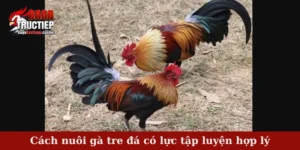 Cách nuôi gà tre đá có lực tập luyện hợp lý
