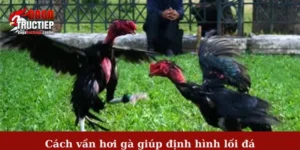 Cách vần hơi gà giúp định hình lối đá