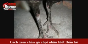 Cách xem chân gà chọi nhận biết thần kê