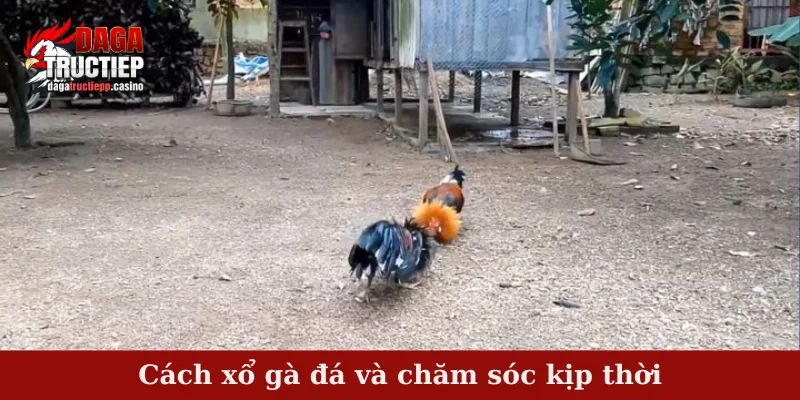 Cách xổ gà đá và chăm sóc kịp thời