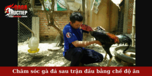 Chăm sóc gà đá sau trận đấu bằng chế độ ăn
