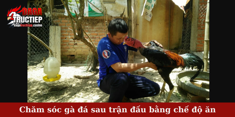 Chăm sóc gà đá sau trận đấu bằng chế độ ăn