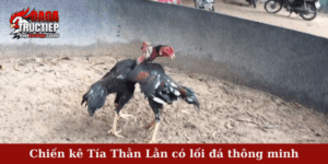 Chiến kê Tía Thằn Lằn có lối đá thông minh