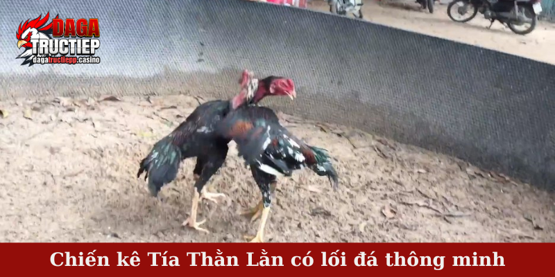 Chiến kê Tía Thằn Lằn có lối đá thông minh