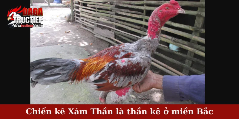 Chiến kê Xám Thần là thần kê ở miền Bắc