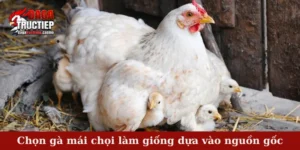 Chọn gà mái chọi làm giống dựa vào nguồn gốc