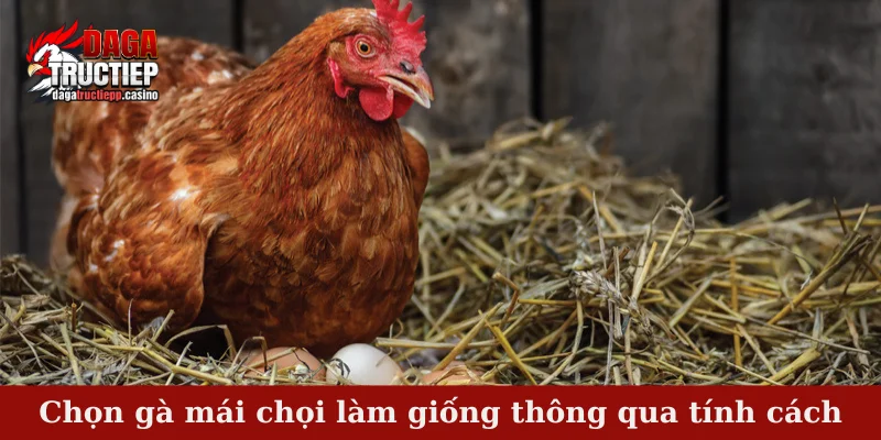 Chọn gà mái chọi làm giống thông qua tính cách