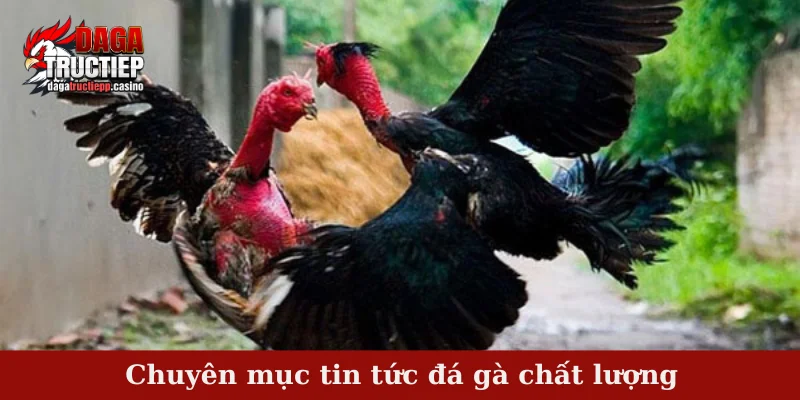 Chuyên mục tin tức đá gà chất lượng