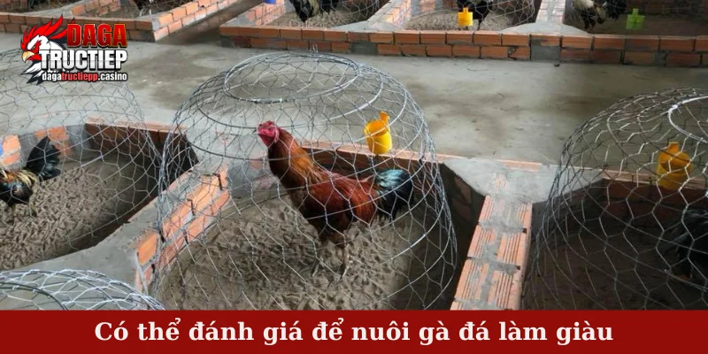 Có thể đánh giá để nuôi gà đá làm giàu