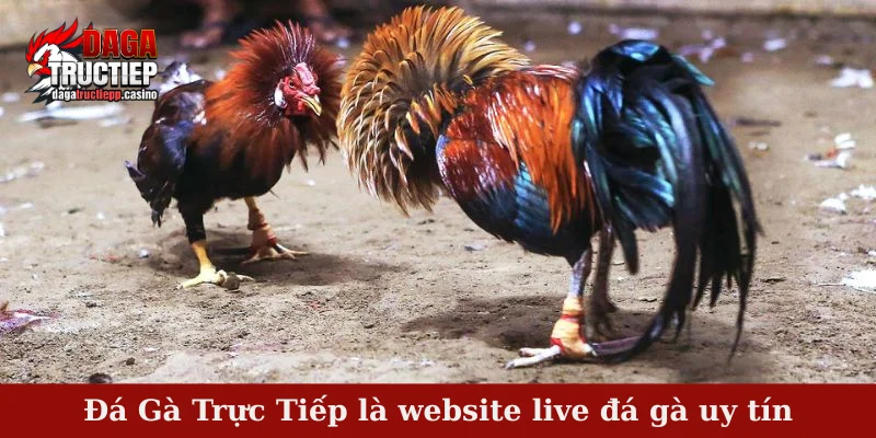 Đá Gà Trực Tiếp là website live đá gà uy tín