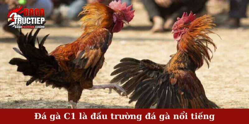 Đá gà C1 là đấu trường đá gà nổi tiếng