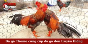 Đá gà Thomo cung cấp đá gà đòn truyền thống