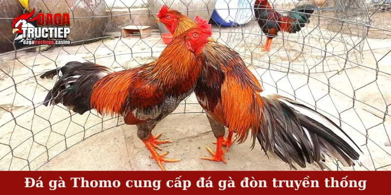 Đá gà Thomo cung cấp đá gà đòn truyền thống