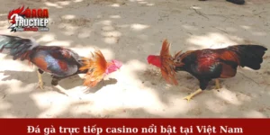 Đá gà trực tiếp casino nổi bật tại Việt Nam