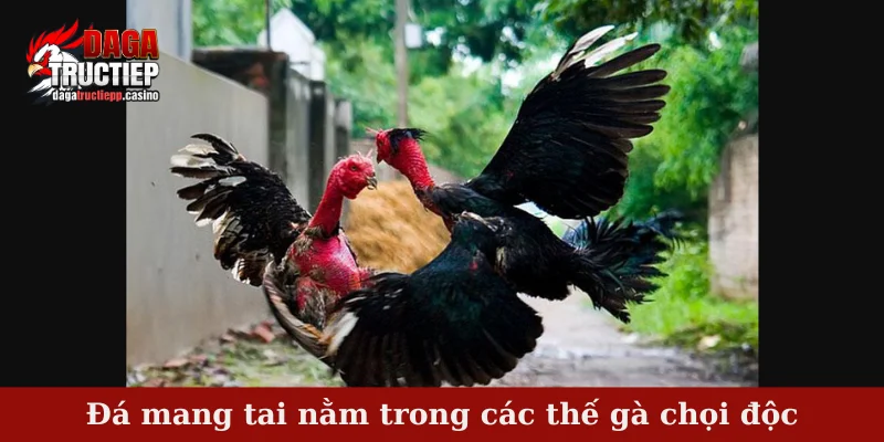 Đá mang tai nằm trong các thế gà chọi độc