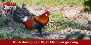 Dinh dưỡng cần thiết khi nuôi gà rừng