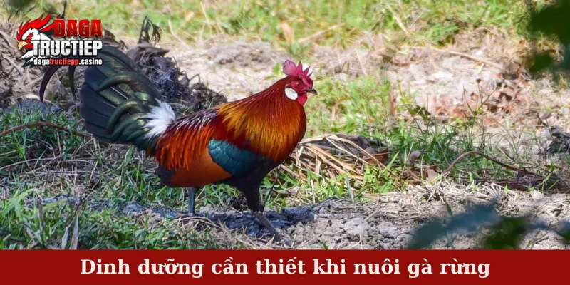 Dinh dưỡng cần thiết khi nuôi gà rừng