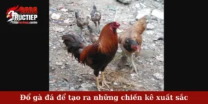 Đổ gà đá để tạo ra những chiến kê xuất sắc
