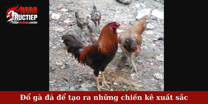 Đổ gà đá để tạo ra những chiến kê xuất sắc