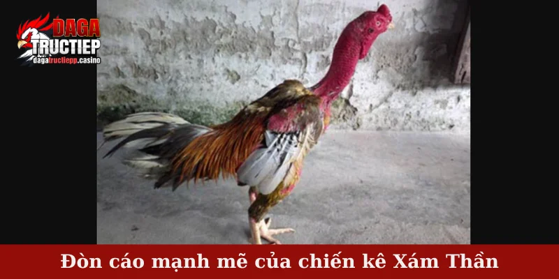 Đòn cáo mạnh mẽ của chiến kê Xám Thần