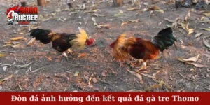 Đòn đá ảnh hưởng đến kết quả đá gà tre Thomo