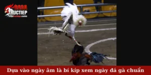 Dựa vào ngày âm là bí kíp xem ngày đá gà chuẩn