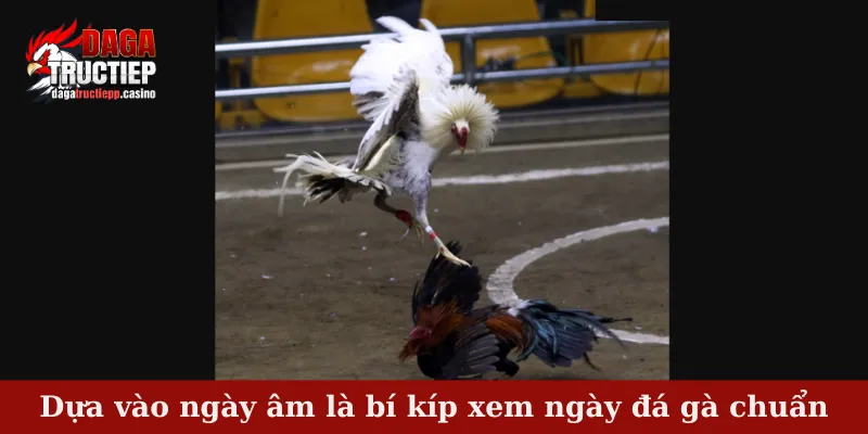 Dựa vào ngày âm là bí kíp xem ngày đá gà chuẩn