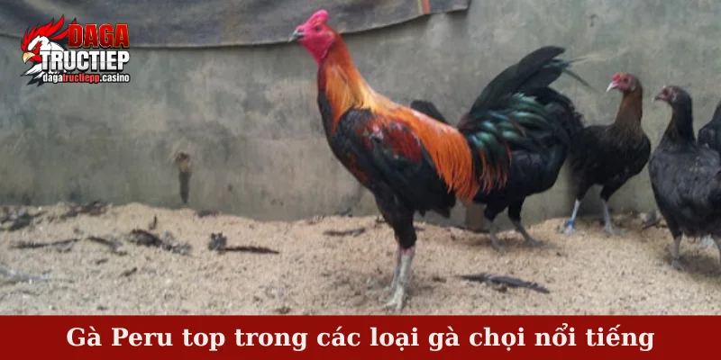 Gà Peru top trong các loại gà chọi nổi tiếng